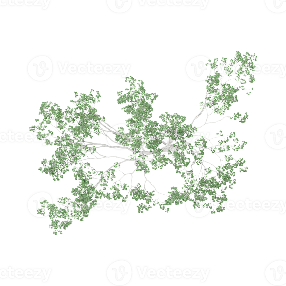3D rendering of Birch tree in transparent canvas from top view png