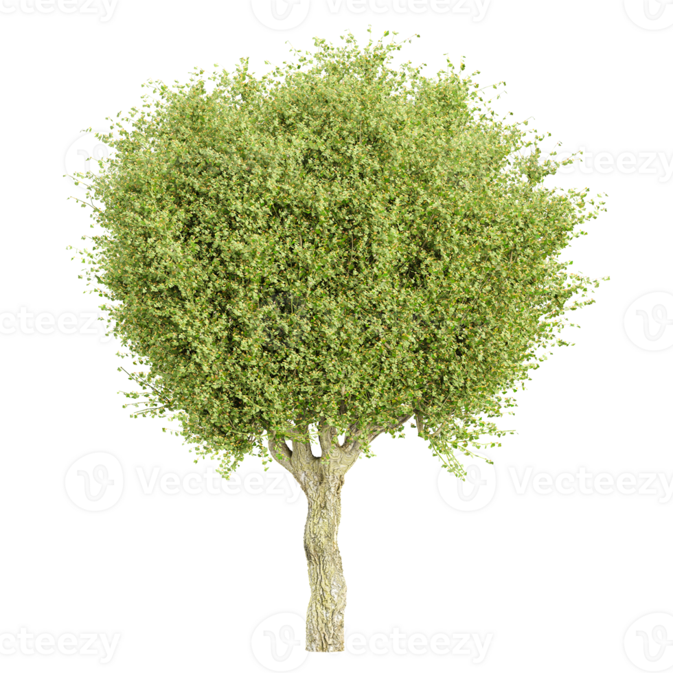 Hawthorn Tree on isolated Canvas png