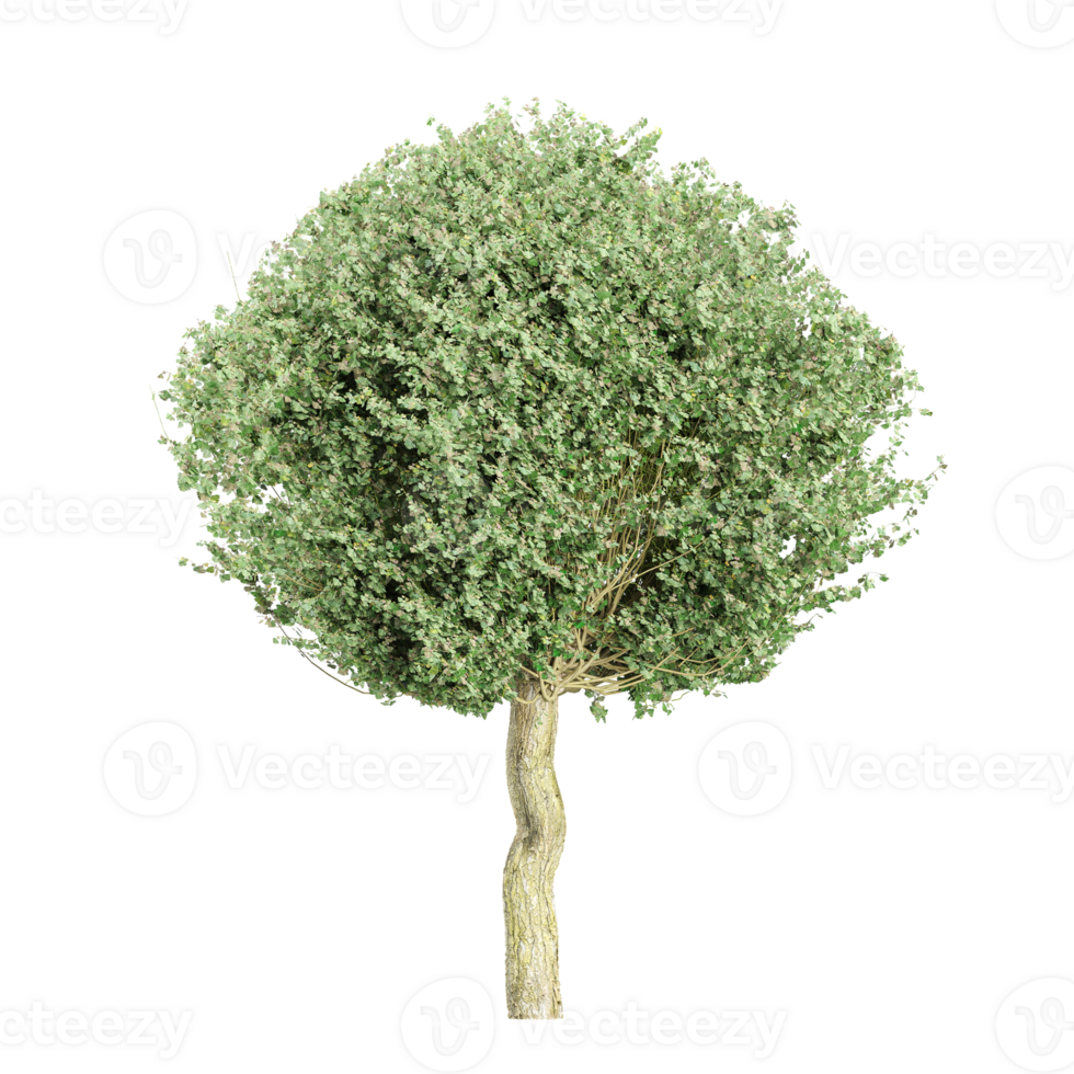 3D rendering of Hawthorn Tree in transparent canvas png