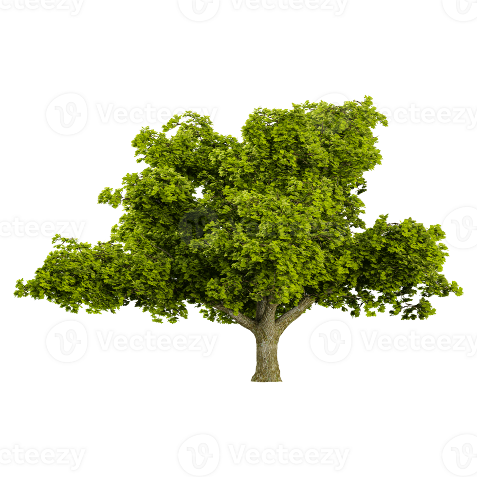 3D rendering of Oak Tree in transparent canvas png