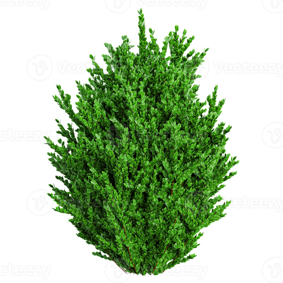 Plant bush isolated on canvas png