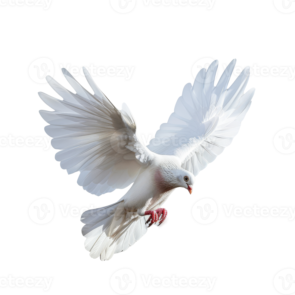 Majestic white pigeon soaring gracefully in serene skies, captured at the peak of flight png