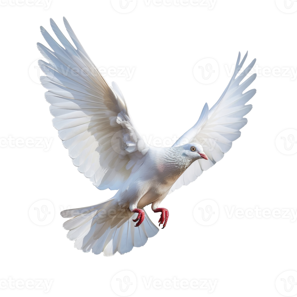 Majestic white pigeon soaring gracefully in serene skies, captured at the peak of flight png