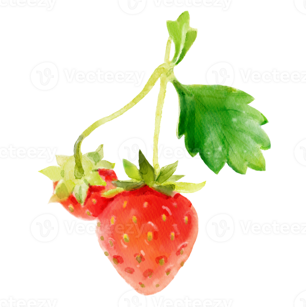 Strawberry hand-painted watercolor illustration png