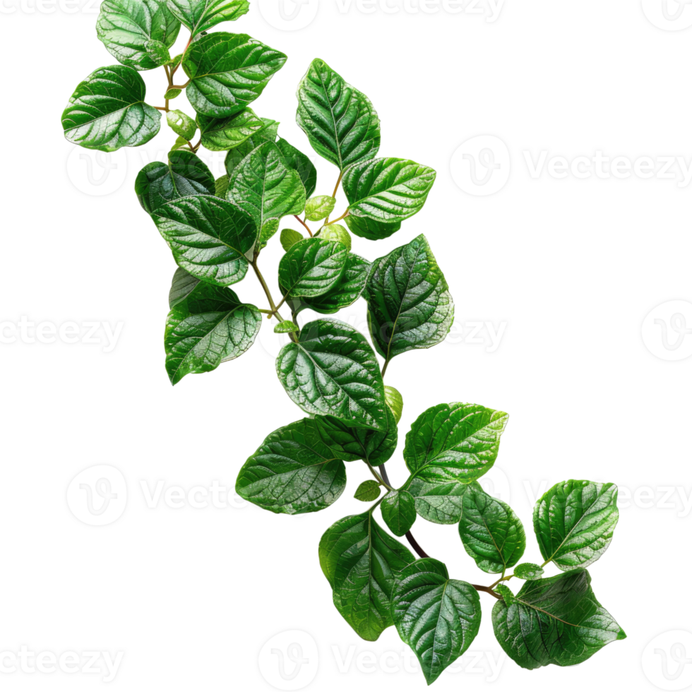 tropical leaves without background . png