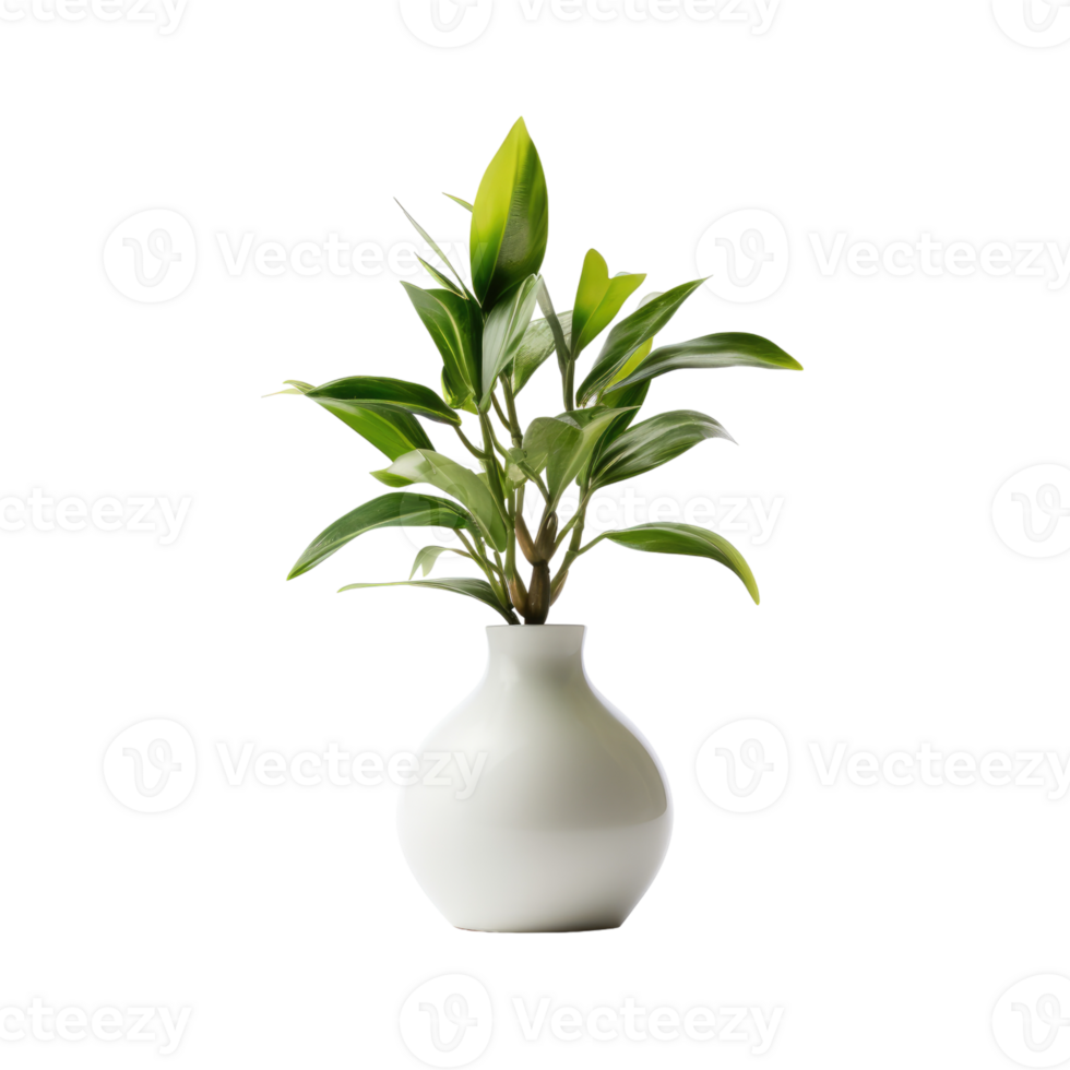 A pot with a spathiphyllum and sansevieria on a transparent background. png