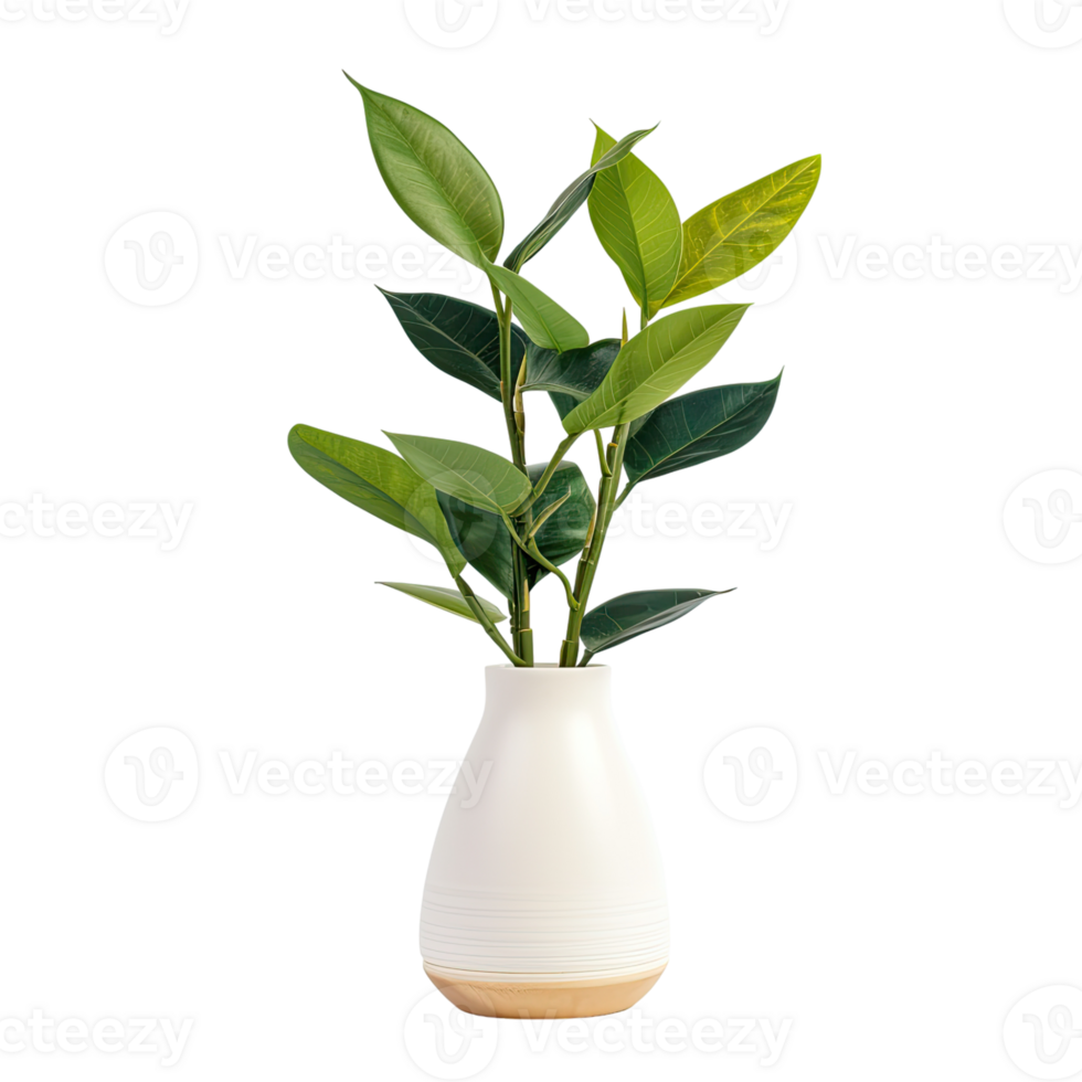 A pot with a spathiphyllum and sansevieria on a transparent background. png