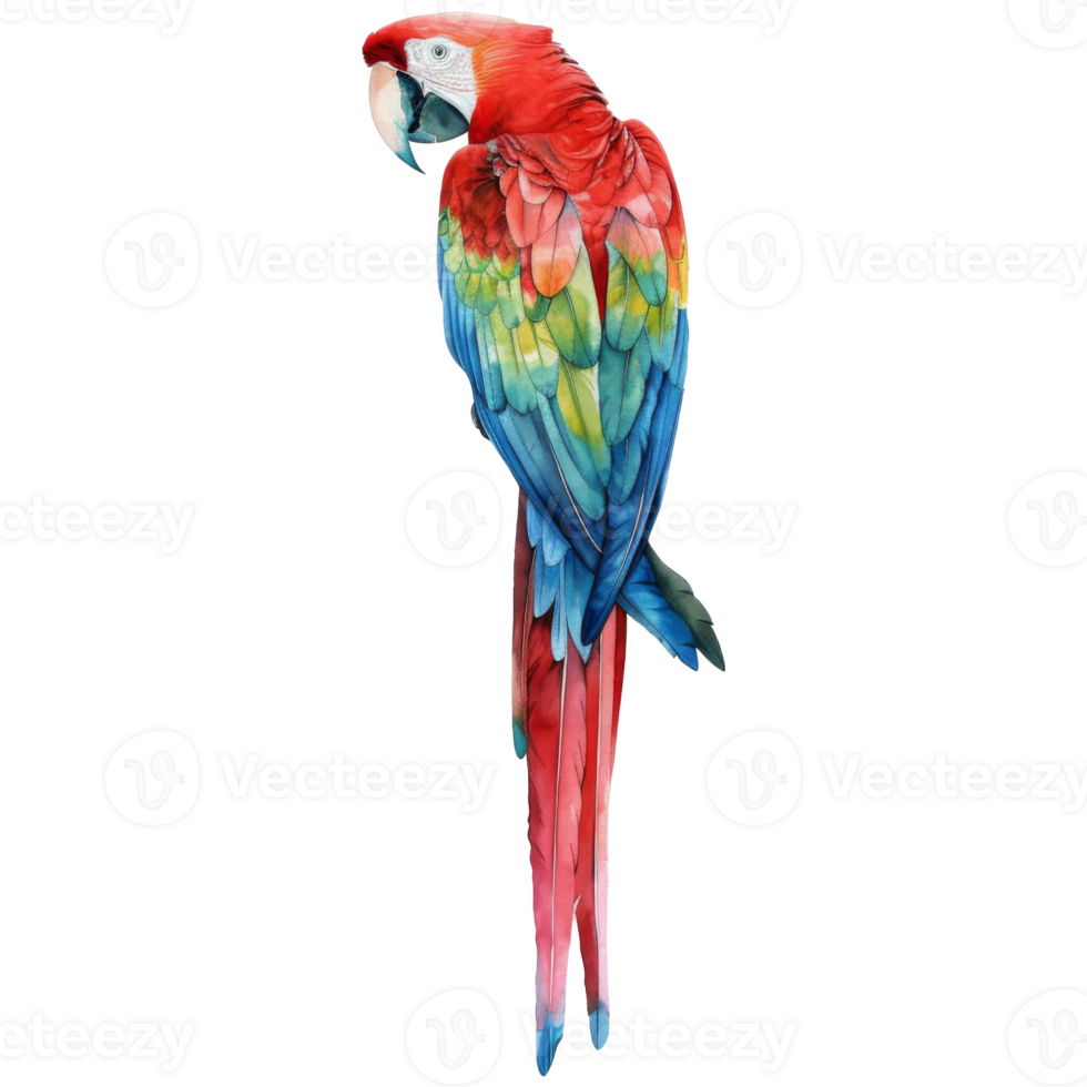 Scarlet Macaw, Bird Illustration. Watercolor Style. png