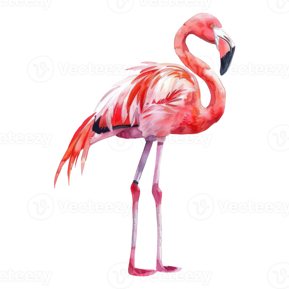 Flamingo, Bird Illustration. Watercolor Style. png