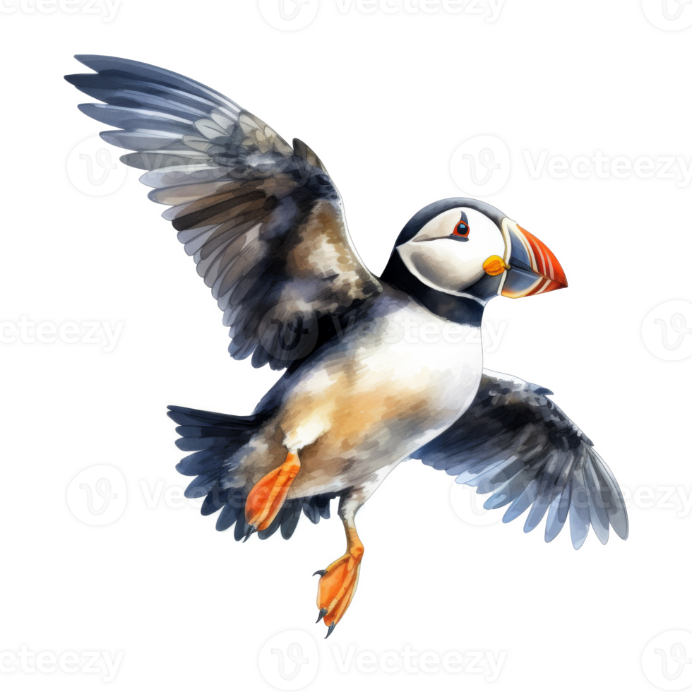 Puffin, Bird Illustration. Watercolor Style png