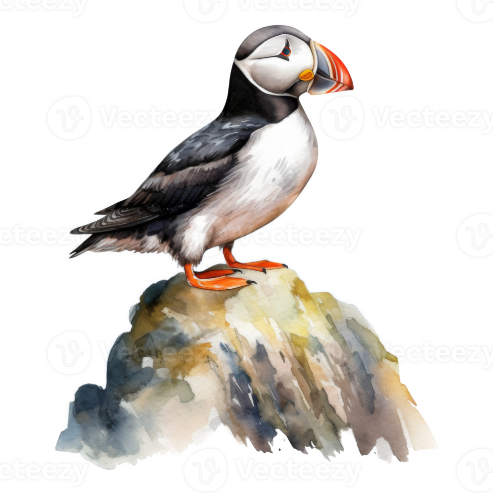 Puffin, Bird Illustration. Watercolor Style png