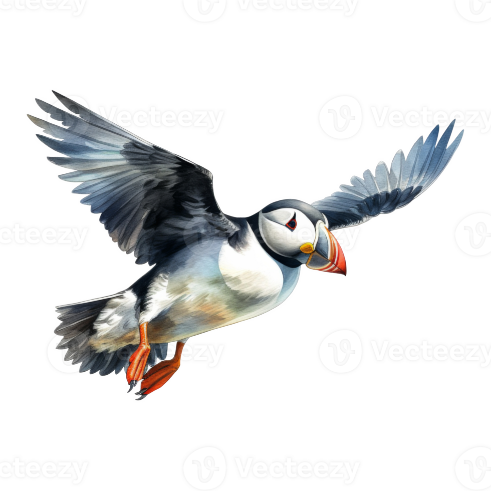 Puffin, Bird Illustration. Watercolor Style png