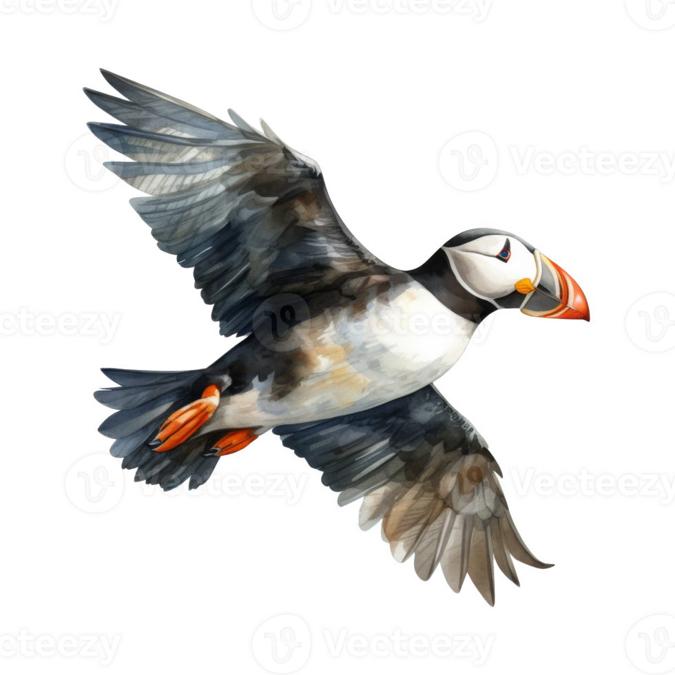 Puffin, Bird Illustration. Watercolor Style png