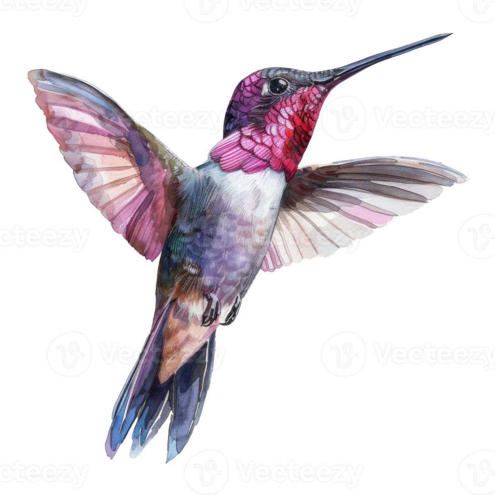 Hummingbird, Bird Illustration. Watercolor Style. png