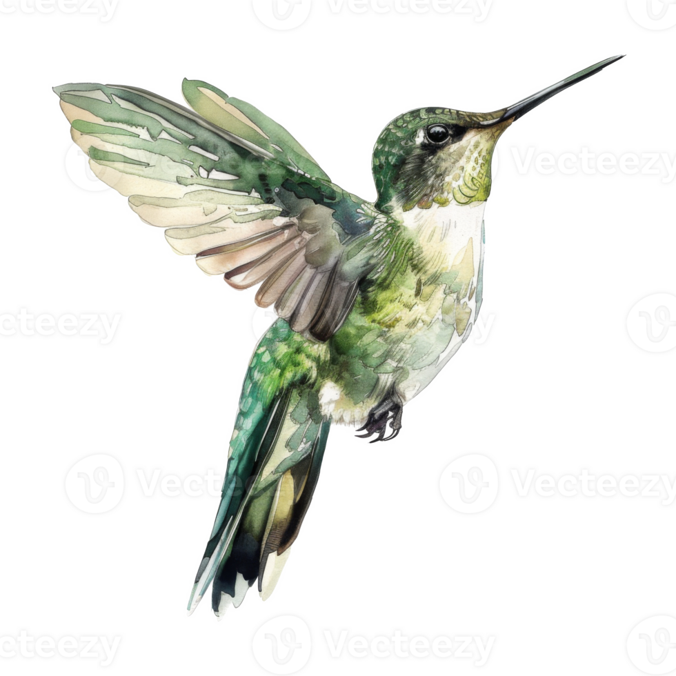 Hummingbird, Bird Illustration. Watercolor Style. png
