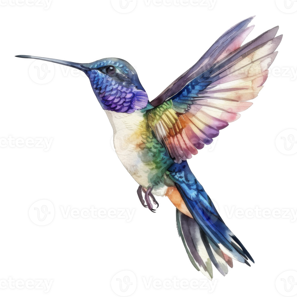 Hummingbird, Bird Illustration. Watercolor Style. png