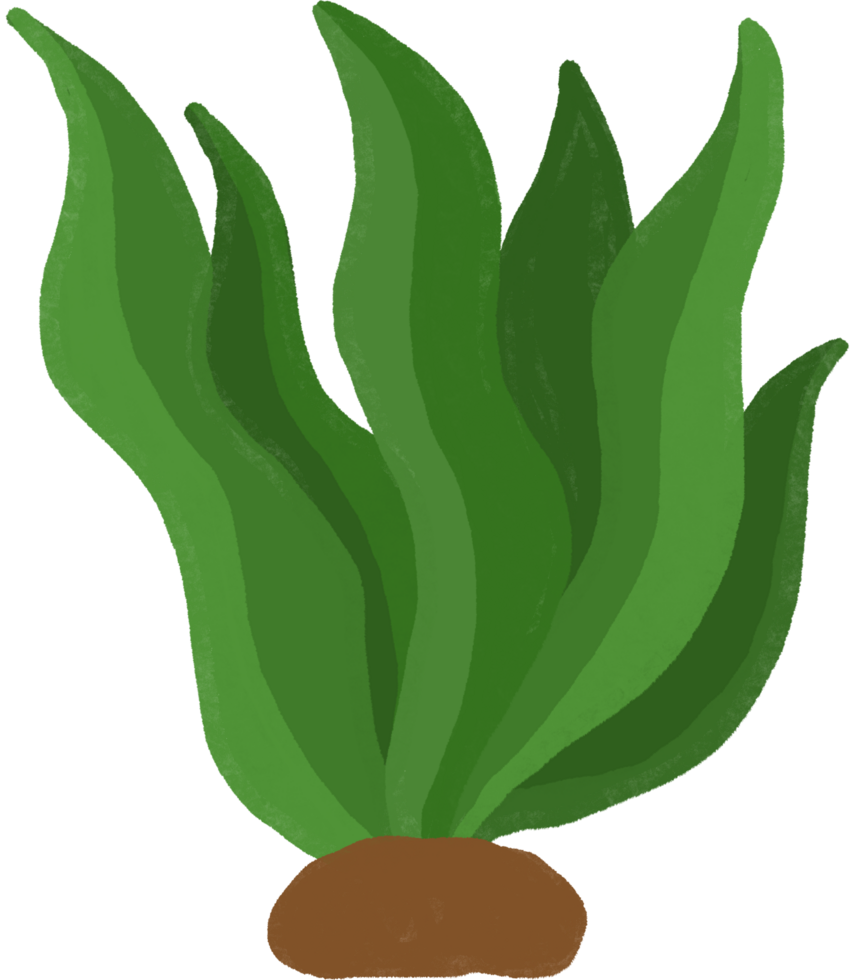 seaweed cartoon. underwater clipart png