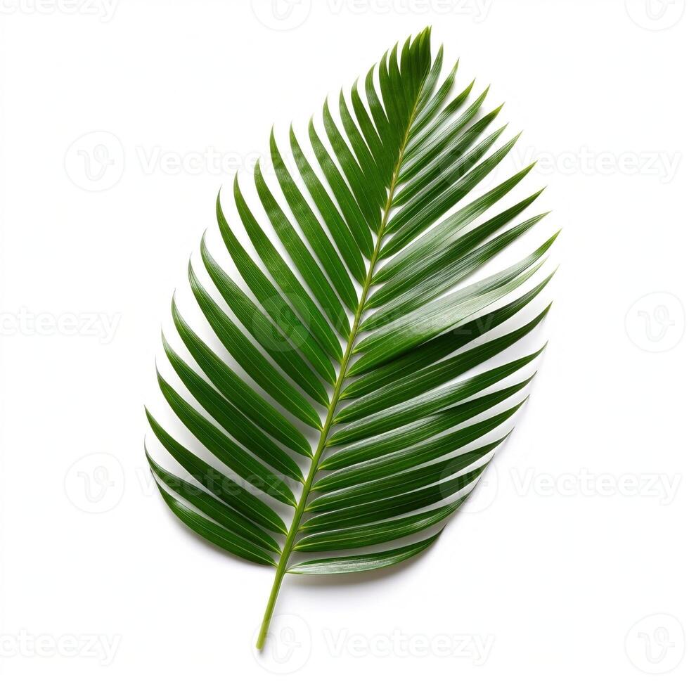 Verdant palm frond gracefully arching against a pristine white backdrop photo