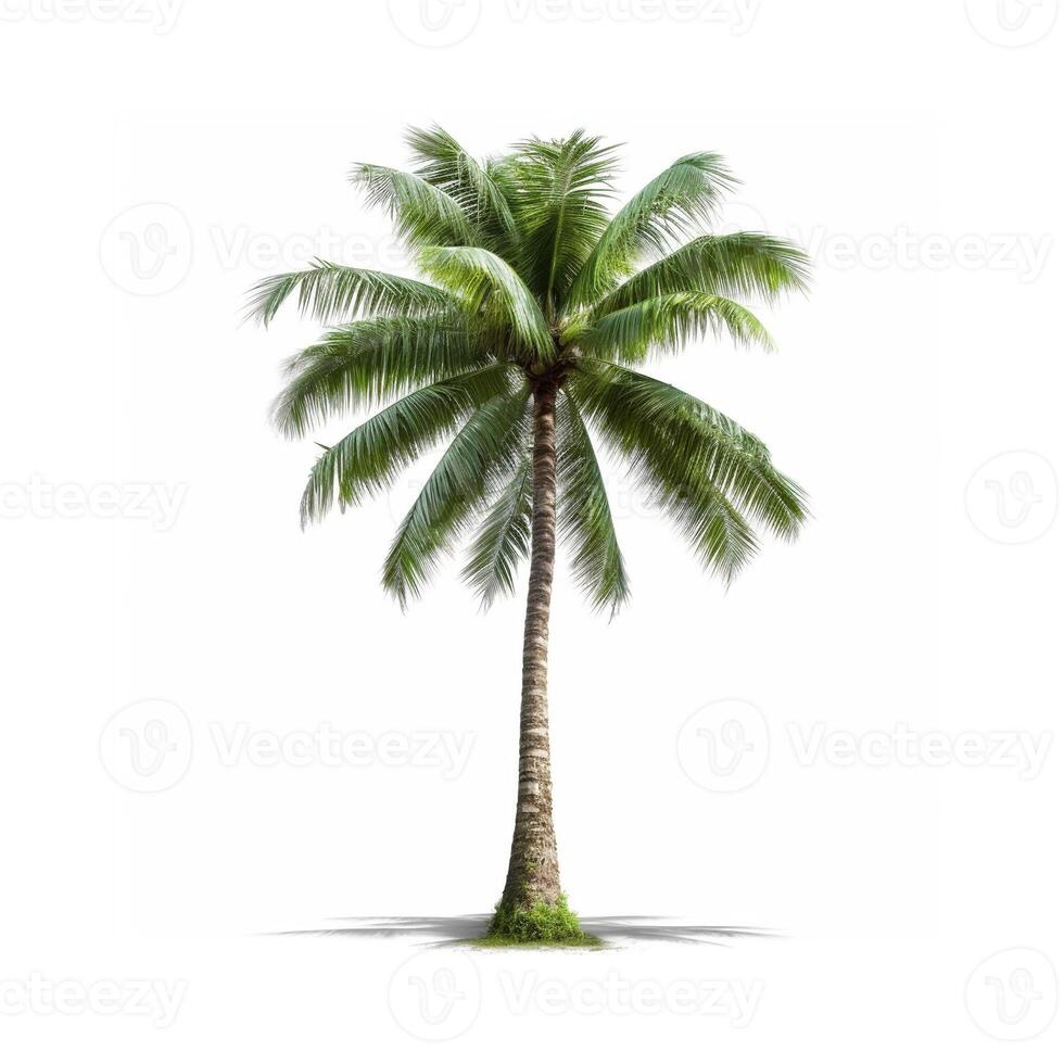 Palm tree with a white background photo