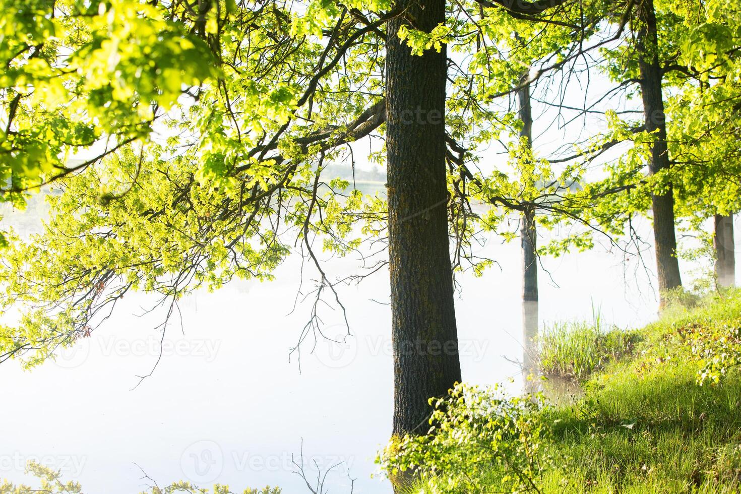 Very beautiful landscape with fog and green nature in the Republic of Moldova. Rural nature in Eastern Europe photo