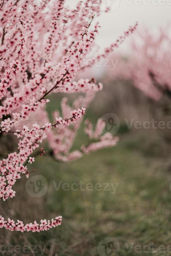 A peach blooms in the spring garden. Beautiful bright pale pink background. A flowering tree branch in selective focus. A dreamy romantic image of spring. Atmospheric natural background photo