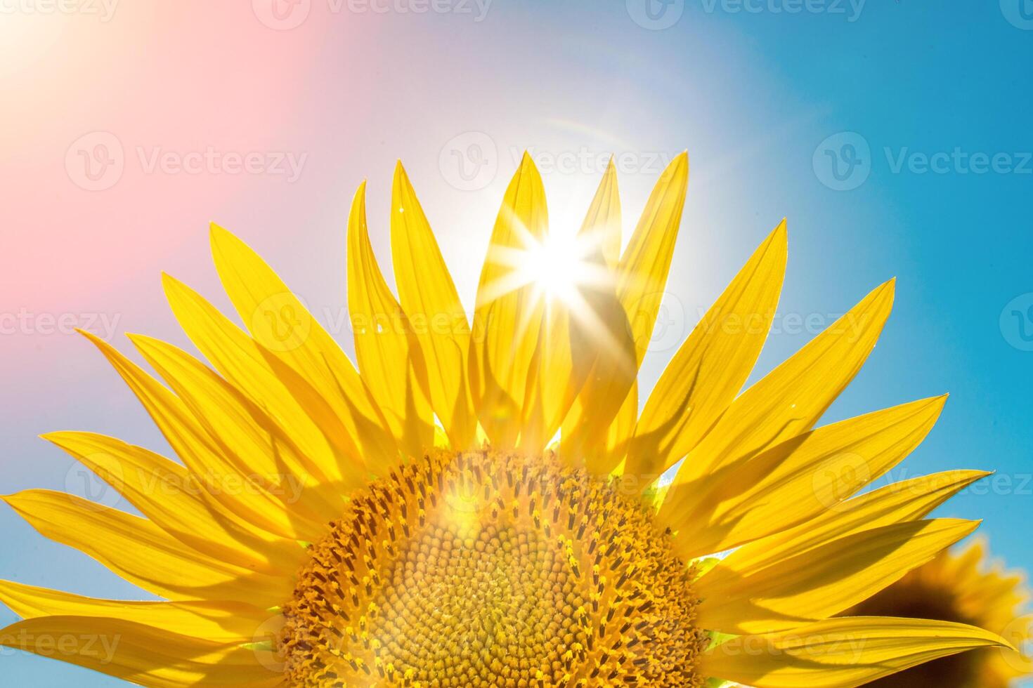 Half of a sunflower flower against a blue sky. The sun shines through the yellow petals. Agricultural cultivation of sunflower for cooking oil. photo