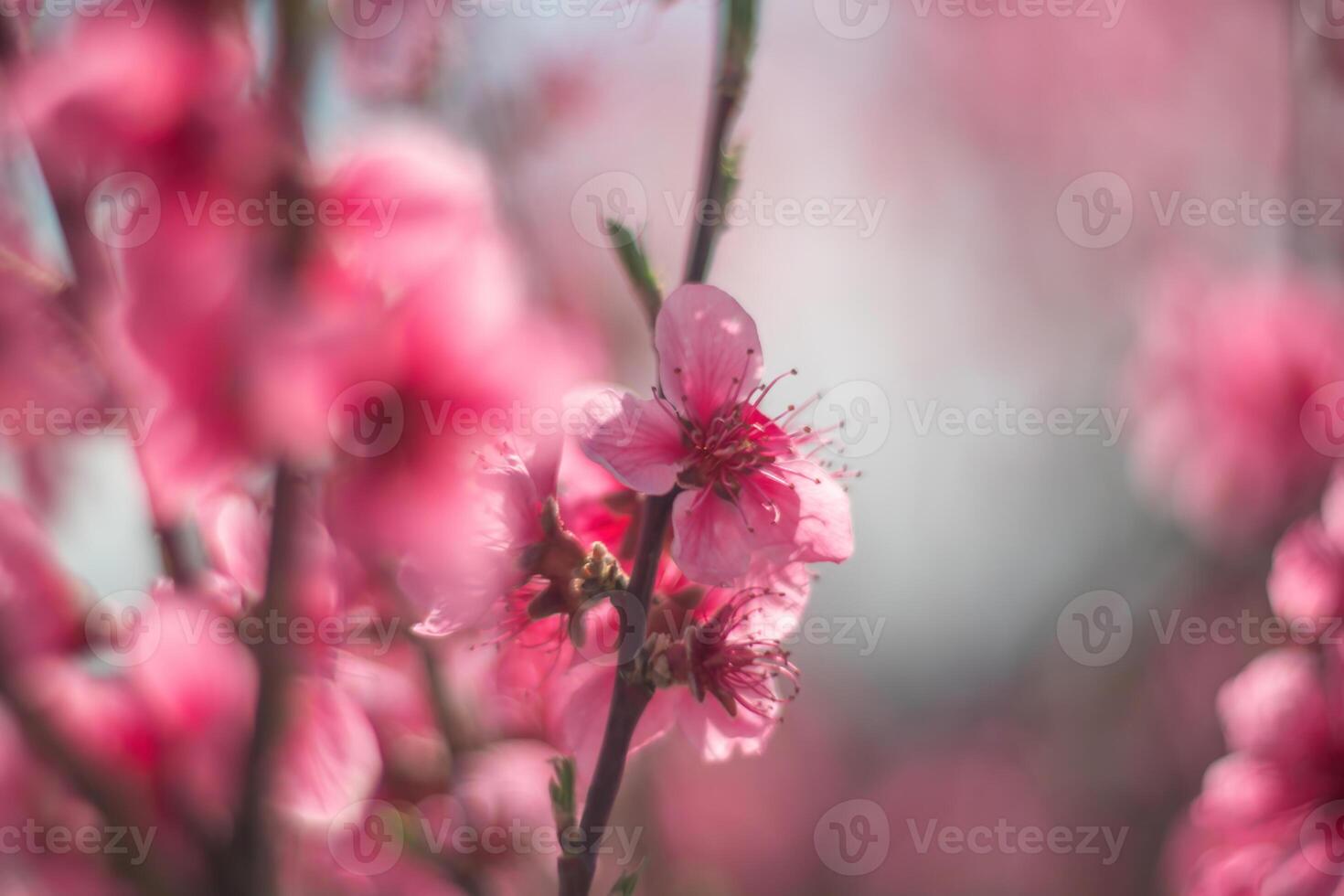 tree with pink peach flowers is in full bloom. The flowers are large and bright, and they are scattered throughout the tree. The tree is surrounded by a clear blue sky. photo