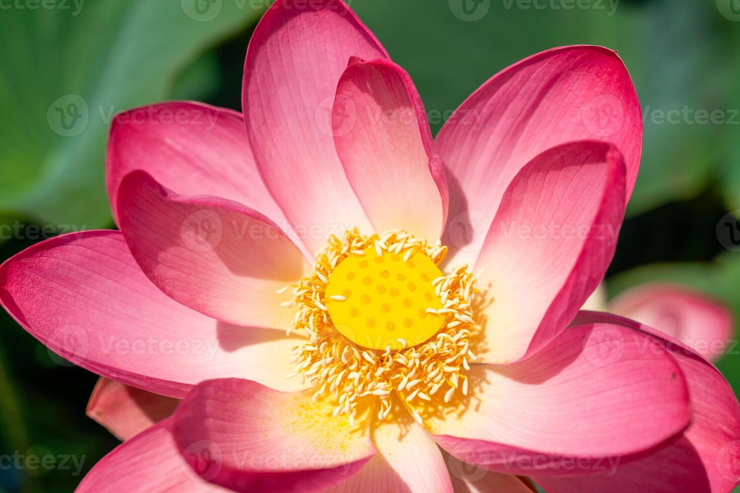A pink lotus flower sways in the wind. Against the background of their green leaves. Lotus field on the lake in natural environment. photo