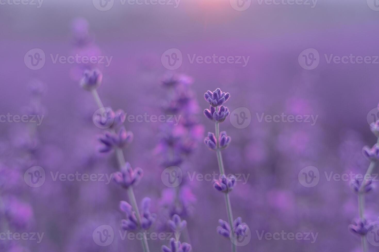 Lavender flower field. Violet lavender field sanset close up. Lavender flowers in pastel colors at blur background. Nature background with lavender in the field. photo