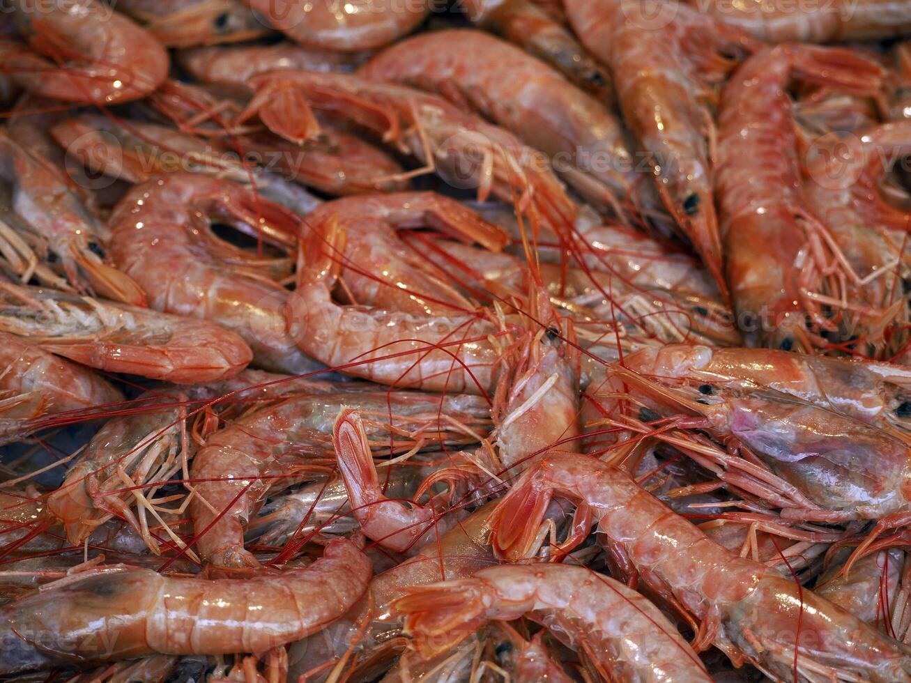 prawn red shrimps fresh fish seafood at Ortigia Syracuse sicily fish market Italy photo