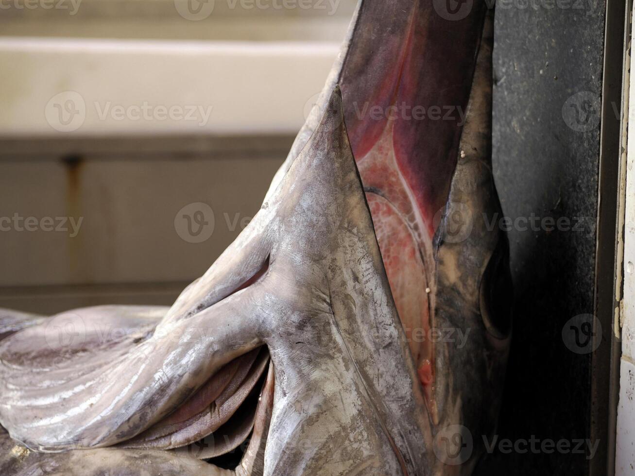 fresh swordfish seafood at Ortigia Syracuse sicily fish market Italy photo