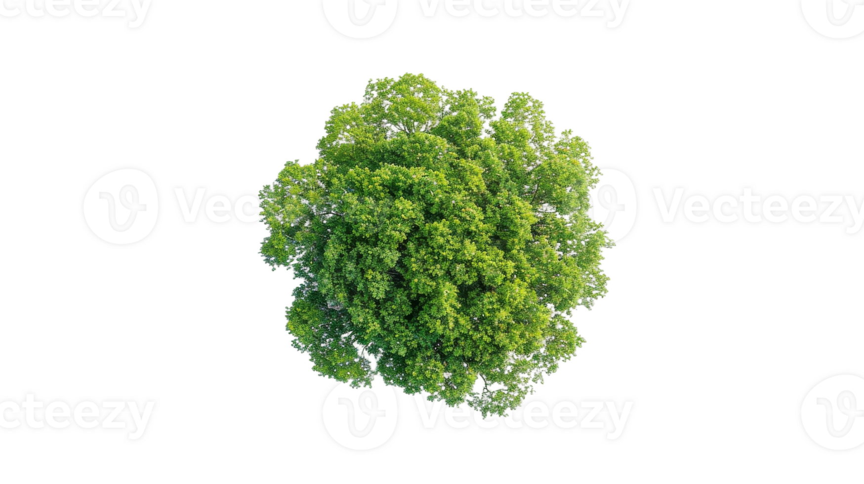 Overhead Shot of Tree's Crown on the transparent background, Format png