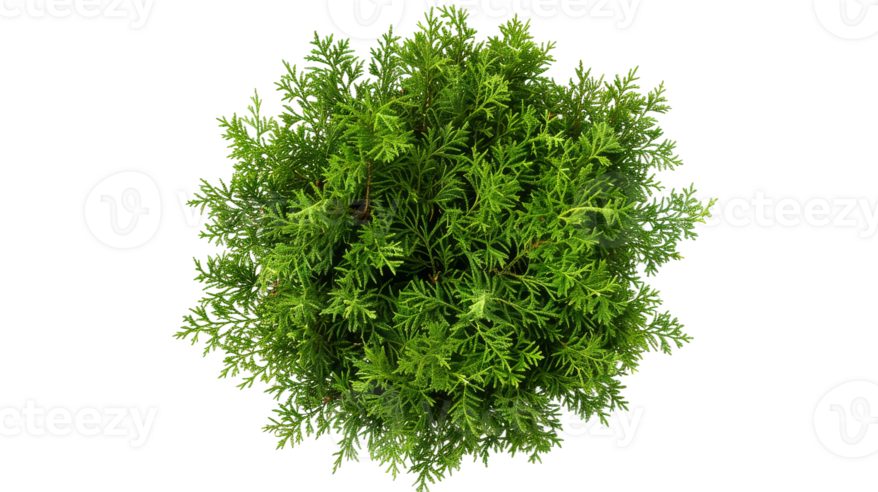 Montezuma Cypress on the transparent background, Format png