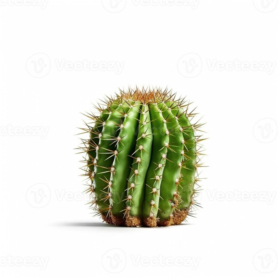Cactus isolated on white background, created with photo