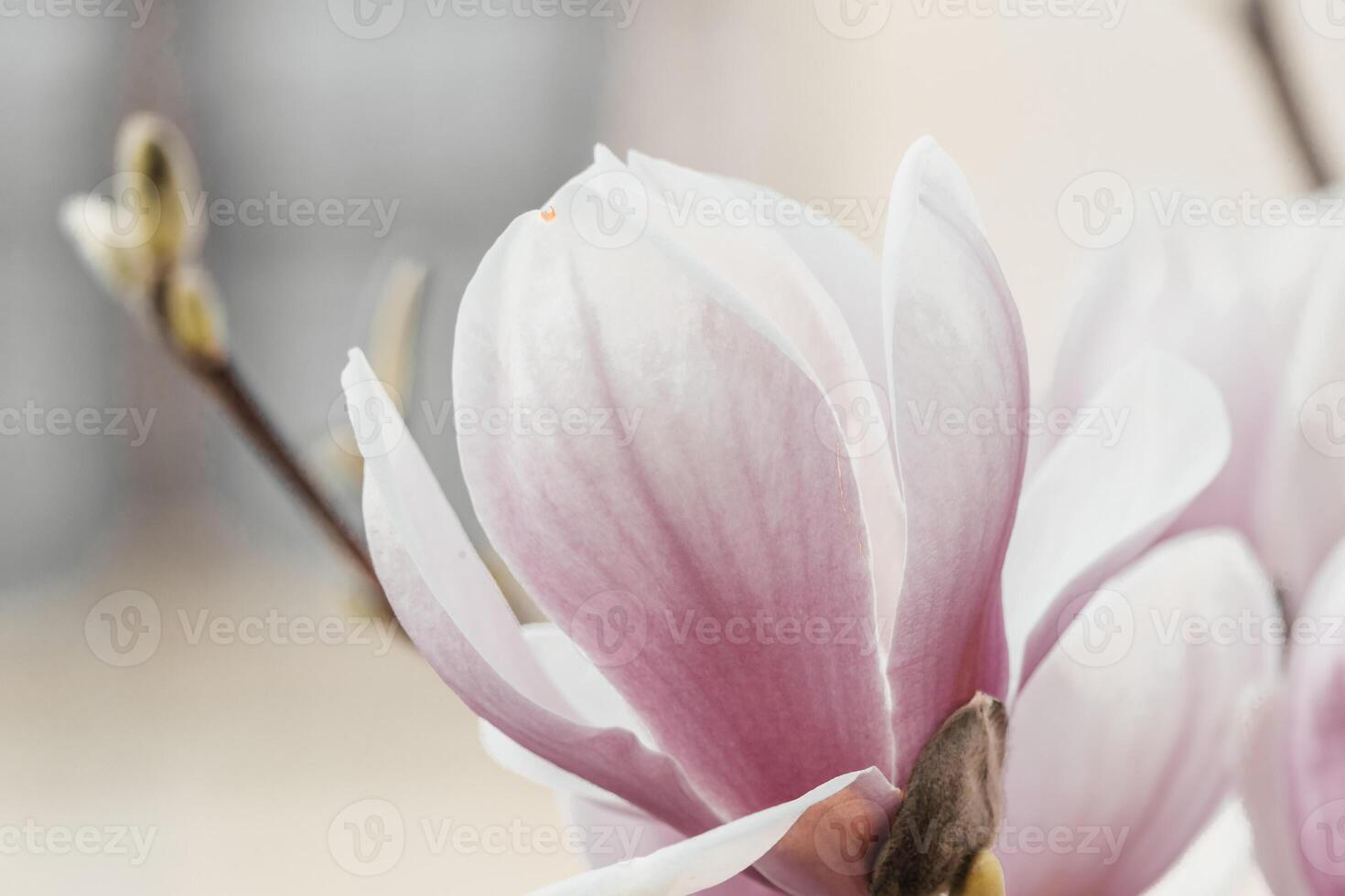 Magnolia Sulanjana flowers with petals in the spring season. beautiful pink magnolia flowers in spring, selective focusing. photo