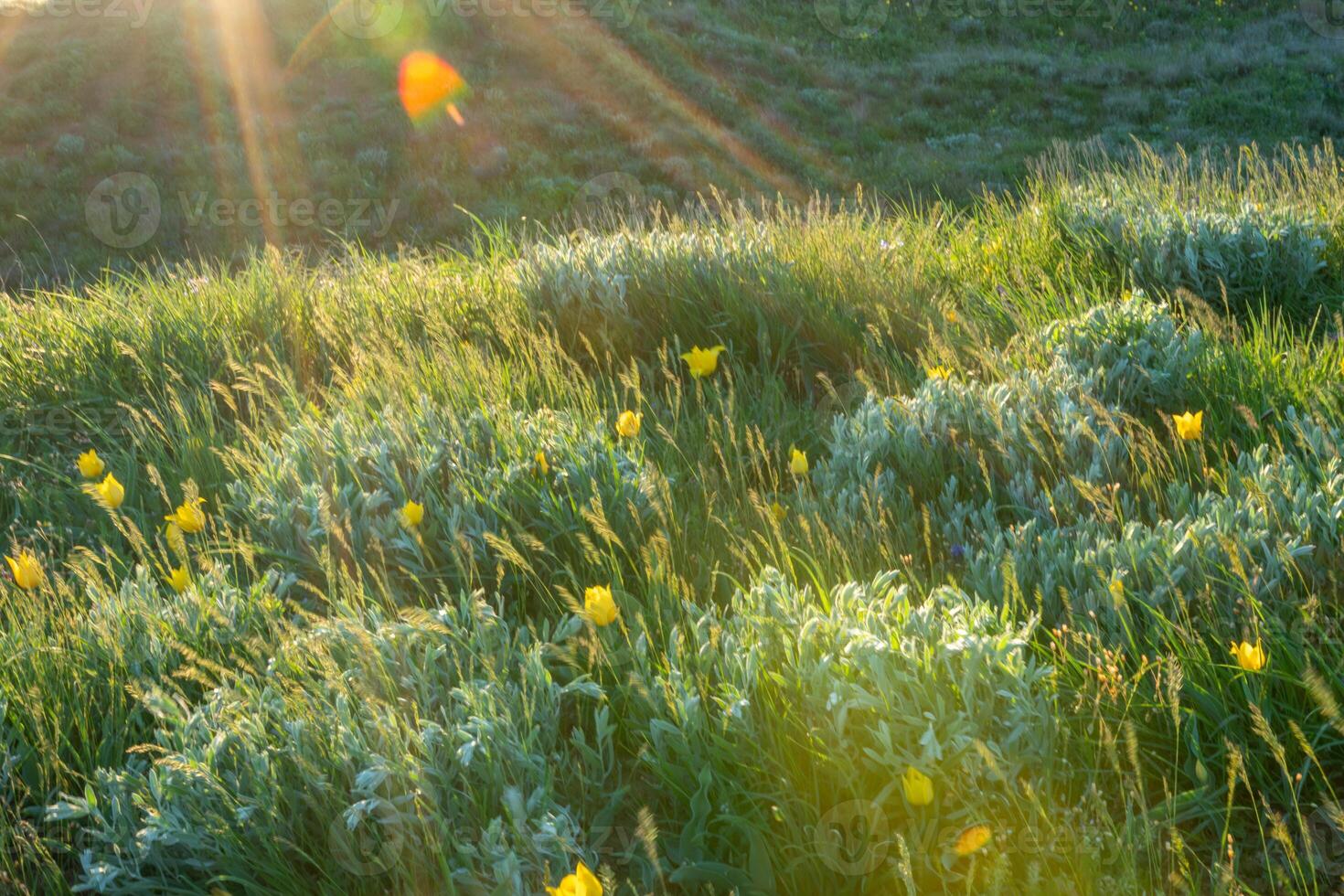 Field of yellow wild tulips with a sun in the background. The sun is setting, creating a warm and peaceful atmosphere photo