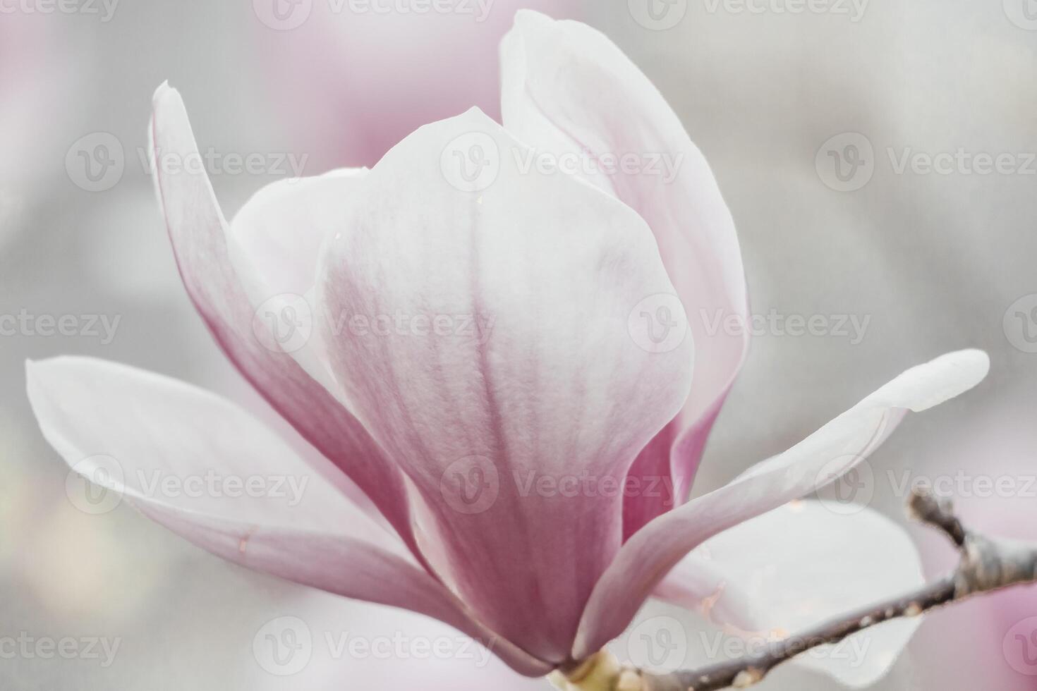 Magnolia Sulanjana flowers with petals in the spring season. beautiful pink magnolia flowers in spring, selective focusing. photo