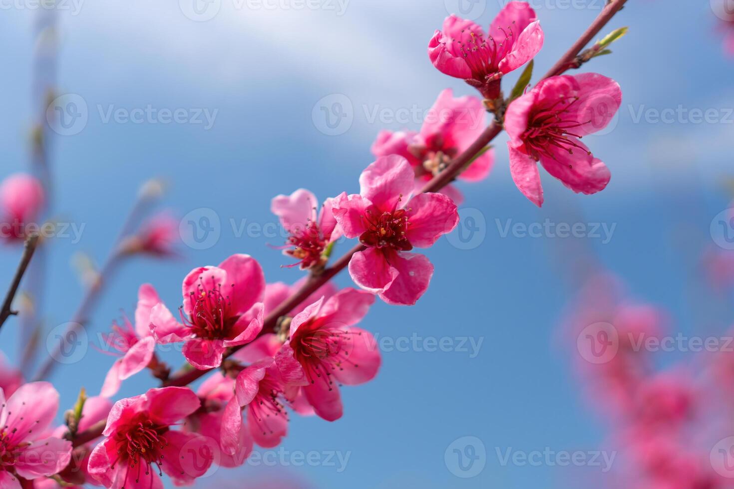 Pink flowers peach tree branch with a blue sky in the background. The flowers are in full bloom and the sky is clear and bright. photo
