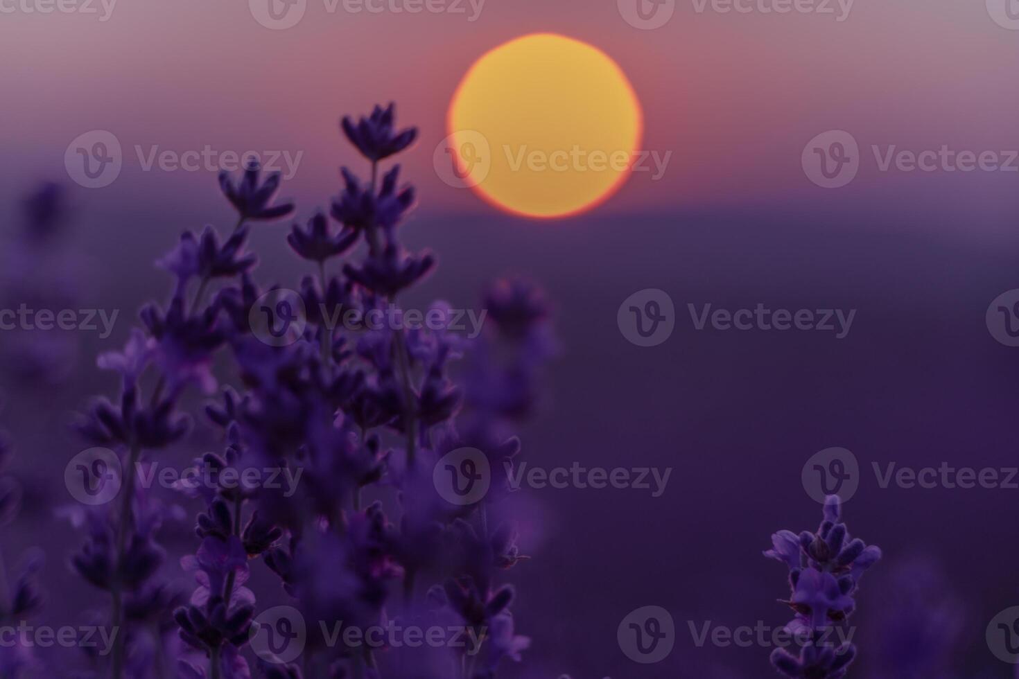Lavender flower background. Violet lavender field sanset close up. Lavender flowers in pastel colors at blur background. Nature background with lavender in the field. photo