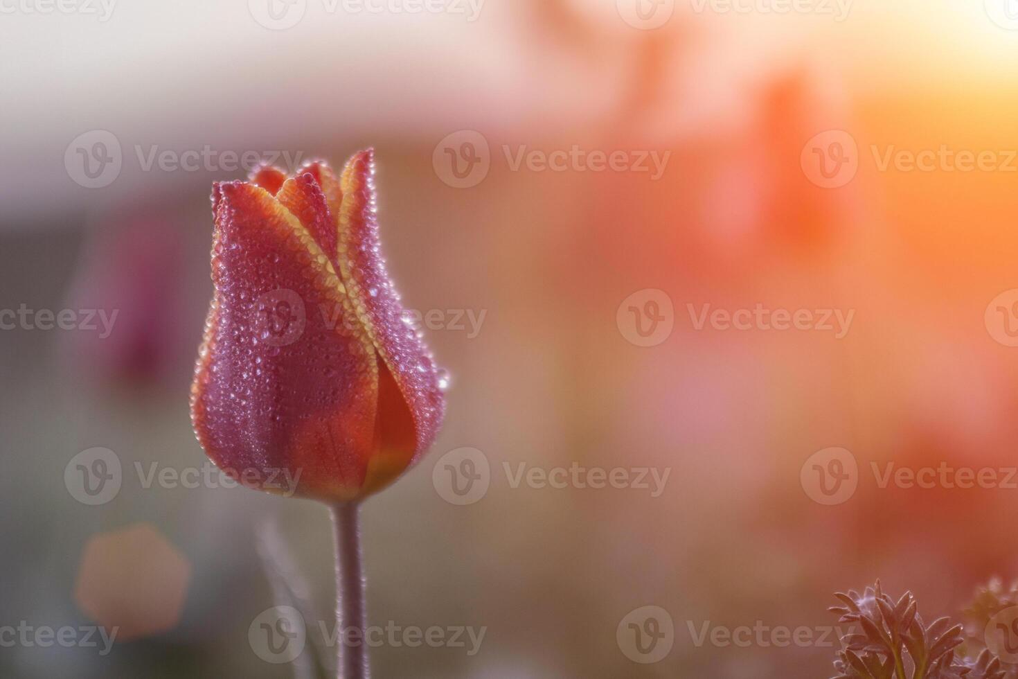 Wild tulip shrering at dawn in a field, bud covered with droplets of dew, close up. Space for text. photo