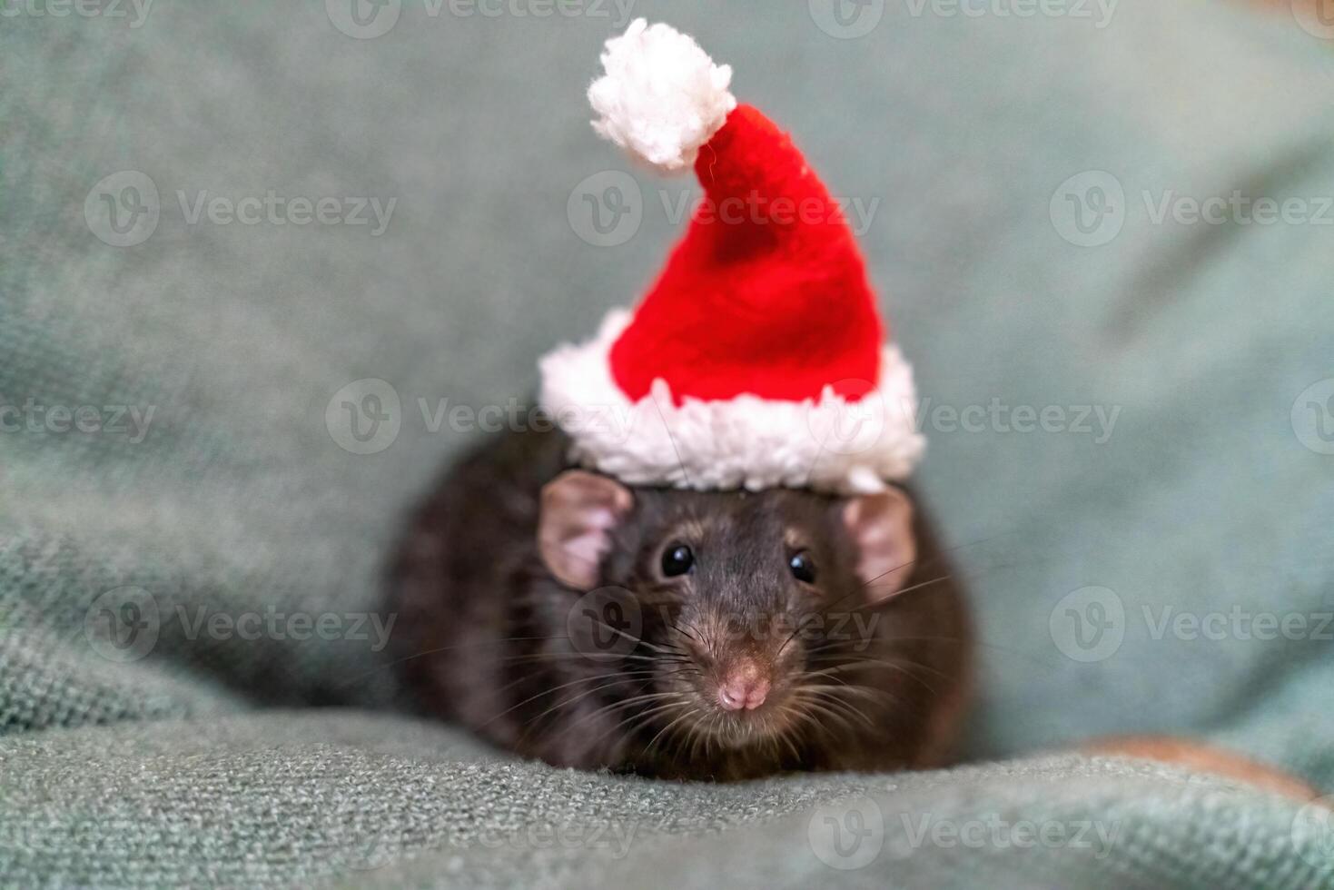 Rat Santa hat. Symbol of the Chinese New Year. Funny black rat Dumbo in a red santa checker on a green background. photo