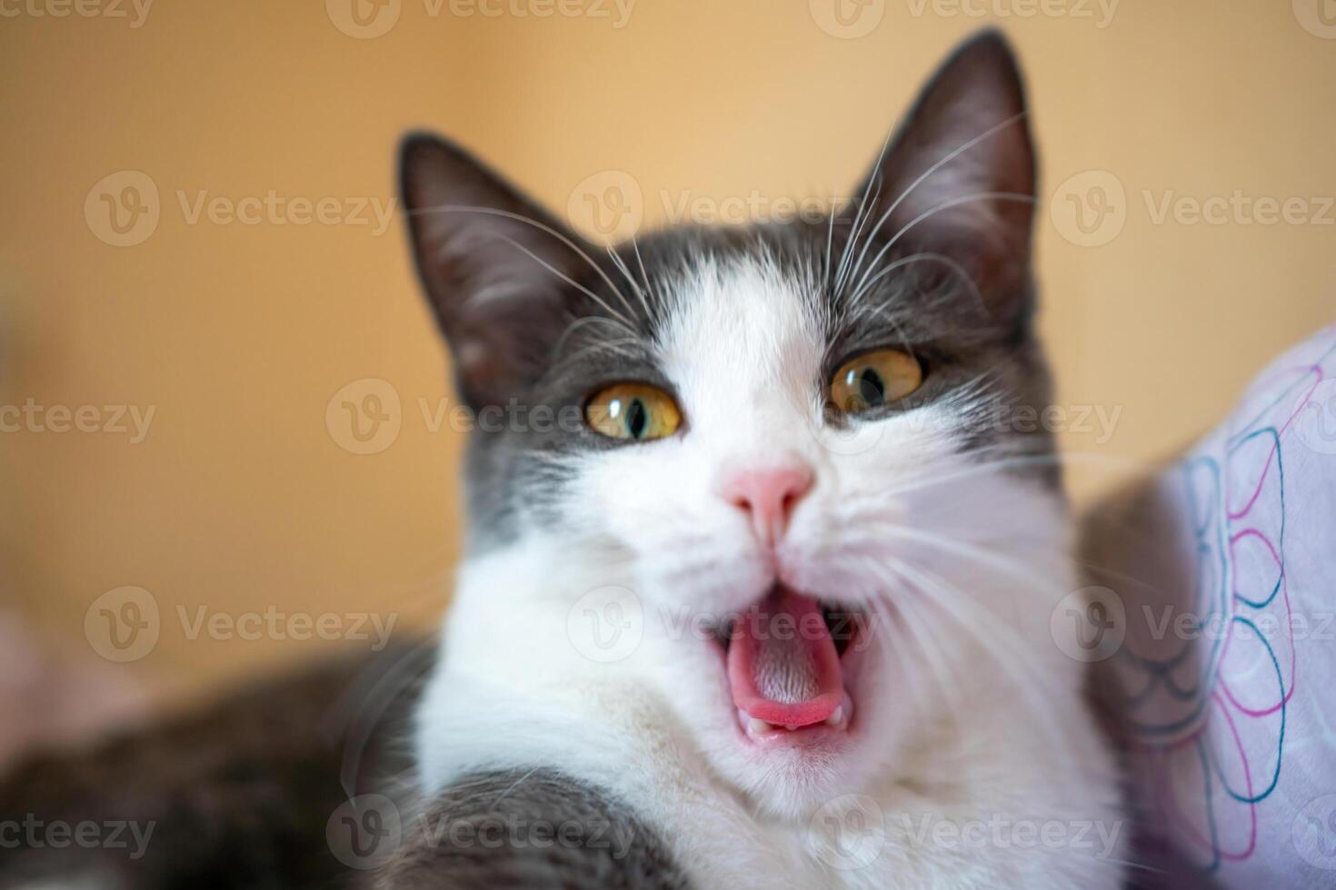 A cat is yawning and has its mouth open. The cat is on a bed and is looking at the camera. photo