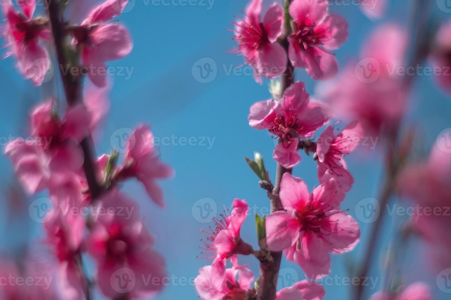 tree with pink peach flowers is in full bloom. The flowers are large and bright, and they are scattered throughout the tree. The tree is surrounded by a clear blue sky. photo