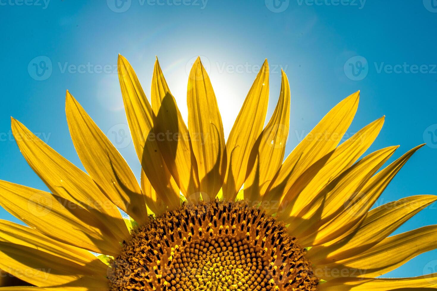 Half of a sunflower flower against a blue sky. The sun shines through the yellow petals. Agricultural cultivation of sunflower for cooking oil. photo