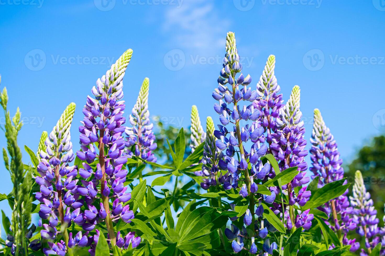Purple lupine flowers in the sun. Blooming wild plants. Lupines field. photo