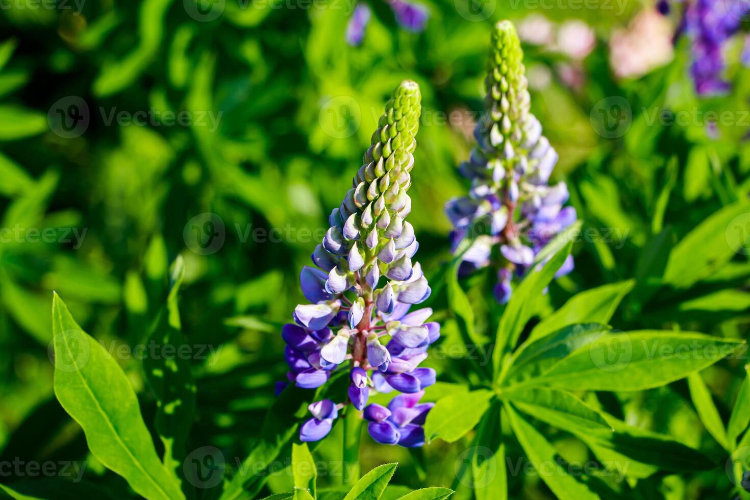 Purple lupine flowers in the sun. Blooming wild plants. Lupines field. photo