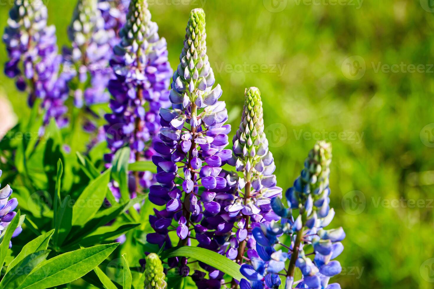 Purple lupine flowers in the sun. Blooming wild plants. Lupines field. photo