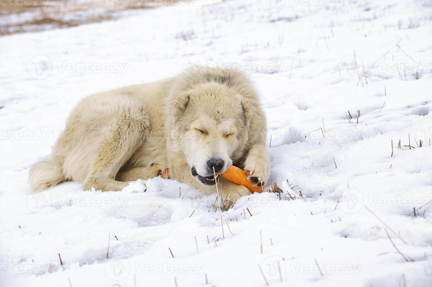 The dog eats a carrot photo