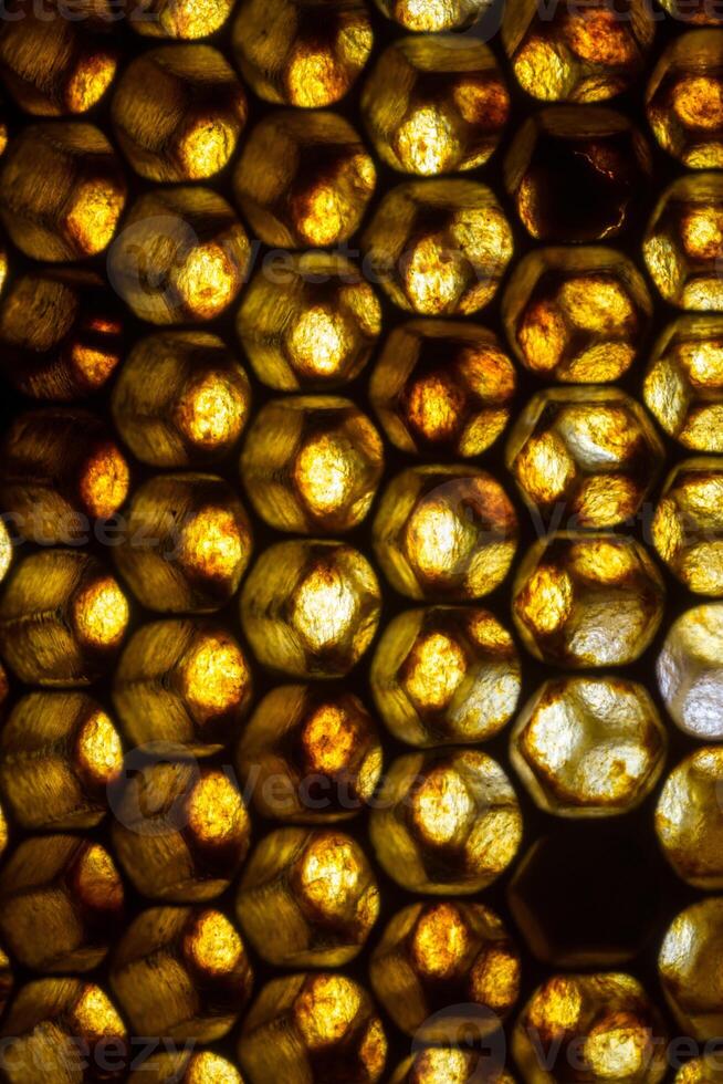Close up studio shot of organic honey in a honey-comb. photo