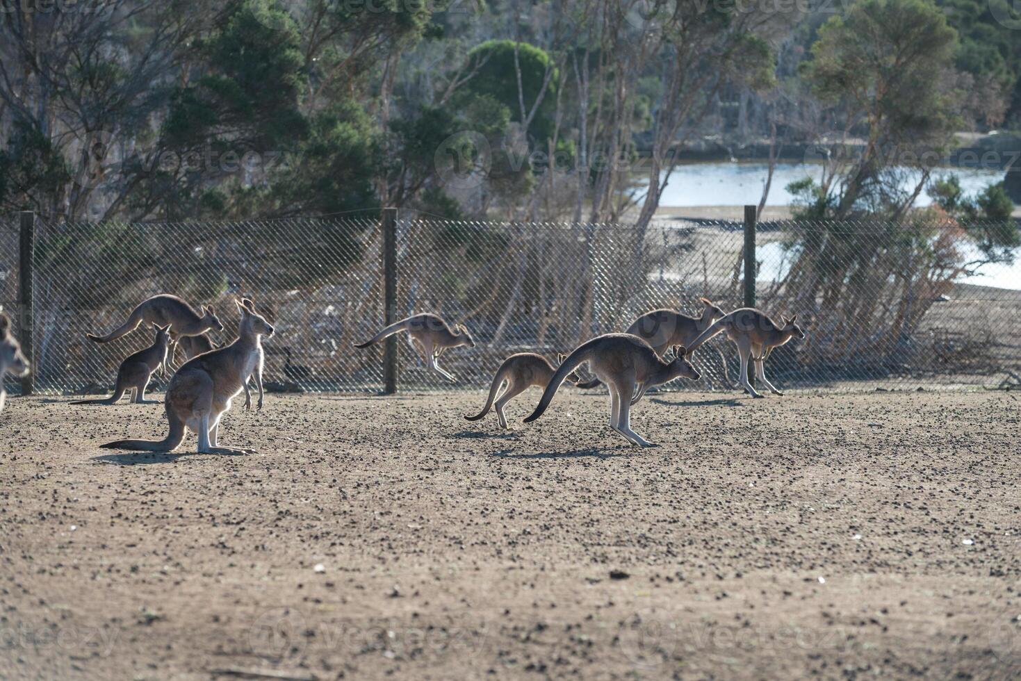 Kangaroos in Phillip Island Wildlife Park photo